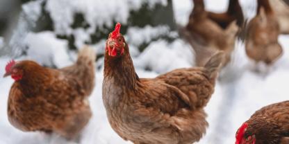 Frost und Schnee in Sicht? Mit dieser Checkliste machen Geflügelhalter den Mobilstall winterfest.