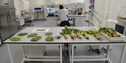 Pflanzenzüchtung im Labor: EU-Einigung zu Gentechnik, Verordnung ab 2028