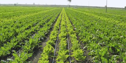 on_06_Vermehrungsbestand