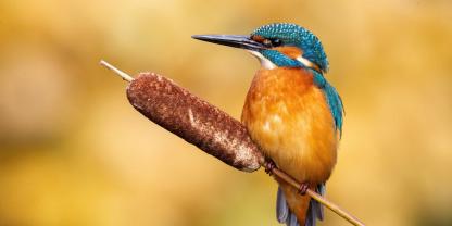 Der Eisvogel ist in Europa durch die EU-Vogelschutzrichtlinie geschützt. Diese verpflichtet EU-Mitgliedsstaaten besondere Schutzgebiete für ihn zu schaffen.