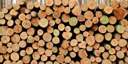 Stammholz-AdobeStock_426810877