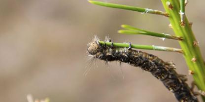 Die Raupe des Kiefernspinners: Mit Hilfe eines neuen Fernerkundungs-Verfahrens kann ein massenhafter Befall mit diesem und weiteren Kieferngroßschädlingen früh und effizient erkannt werden.