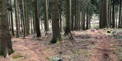 Frische Spuren auf dem Waldboden zeigen, dass hier kurz zuvor auf dem Trail gearbeitet wurde.