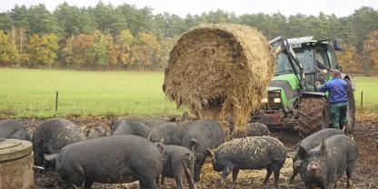 Auf einer Weide am Waldrand hält Alexander Schmidt 80 Schweine inklusive Eber und Ferkel. Die morgendliche Fütterungsroutine wird jeden Tag eingehalten – auch an Schlachttagen.