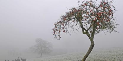 Dauernebel und viel Regen können einen Apfelbaum  schneller altern lassen.