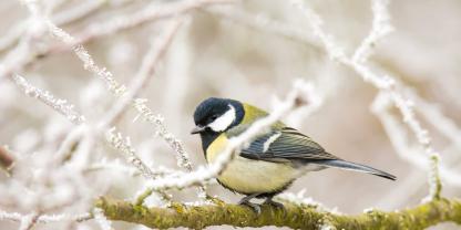 Verblasste Schönheit: Kohlmeisen in Städten in ganz Europa zeigen ein rätselhaftes Phänomen – ihre gelben Brustfedern sind deutlich blasser als bei Meisen in Wäldern.