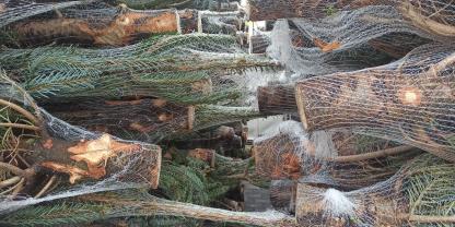 SYMBOLBILD: Diebe haben einen ganze Menge Christbäume in der Eifel gestohlen. Offenbar waren die Täter bestens auf den Weihnachtsbaum-Klau vorbereitet.