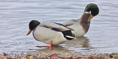 Enten sind für die Erregerverbreitung von großer Bedeutung.
