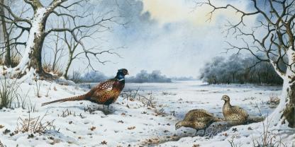 Im Winter müssen sich Fasanen bemühen, genug Nahrung zu finden.