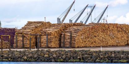 holz-pellets-hafen-baum-baumstamm