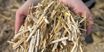 Nach der Ernte wird der Miscanthus mit rund 15 Prozent Restfeuchte eingelagert.