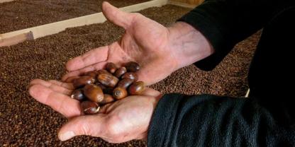 Eicheljahr im Spessart