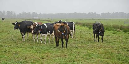 Trockengelegte Moore verursachen eine beachtliche Menge an Emissionen. Doch eine Wiedervernässung würde die Existenz vieler Milchviehbetriebe gefährden.  