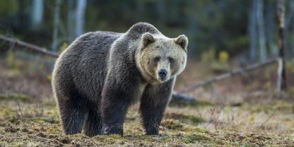 In Italien waren Bären im Fokus von Forschern.