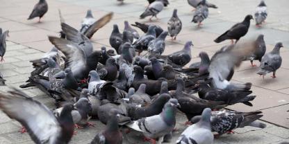 Das FLI hat sich mit der Frage auseinandergesetzt, ob Tauben bei der Verbreitung von H5N1 eine Rolle spielen.