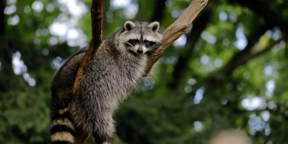 Waschbären werden immer mehr im Landkreis Limburg-Weilburg.