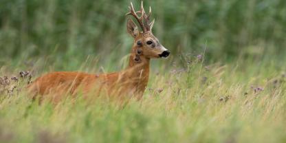 Auch bei Wildtieren können Tumore entstehen.