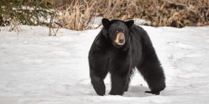 Nach zehn Jahren nimmt der US-Bundesstaat Florida die Jagd auf Schwarzbären wieder auf, um den Bestand zu regulieren (Symbolbild).