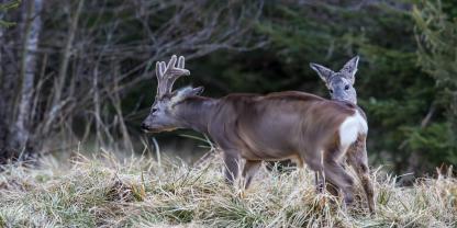 Rehwild im April bejagen? In Bayern tut sich was am Jagdgesetz.