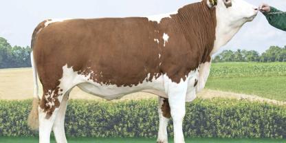 Volmar P*S, GZW 131, Station Hohenzell, Eurogentik, Züchter: Schlöglmann