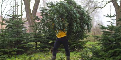 Frischetipps für den Weihnachtsbaum