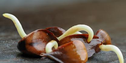 Bucheckern wurden 2025 auch geerntet.