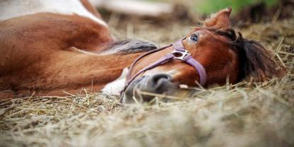 Der Jäger hatte das Pferd mit einem Wildschwein verwechselt (Symbolfoto).