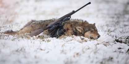 Der Wolf soll eine geregelte Jagdzeit erhalten.