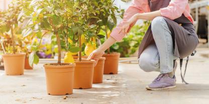 Nicht immer kann man Pflanzen ansehen, ob Blinde Passagiere etwa in Wurzelnballen mitreisen.