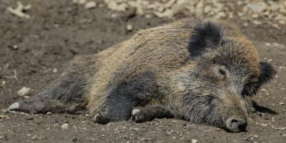 Ein Wilderer hat ein Stück Schwarzwild erlegt und die Beute am Tatort liegengelassen.