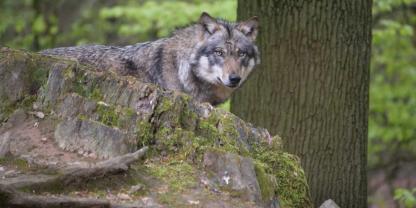 Auch 2025 gab es wieder hunderte Nutztierrisse durch den Wolf in Niedersachsen.