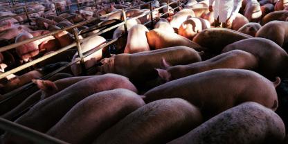 Es gibt Stimmen, die sich eine Kameraüberwachung in Schlachthöfen wünschen, vor allem in den Bereichen mit lebenden Tieren (Symbolbild).