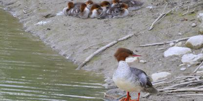 Salzburger Fischer sehen den Gänsesäger wegen steigender Bestände als Bedrohung. Vogelschützer sehen die Art dagegen vom Aussterben bedroht.