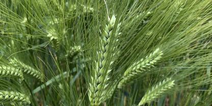 Damit Gerste gegenüber Krankheitserreger widerstandsfähiger  wird, hilft Training mit nützlichen Boden-Mikroorganismen.