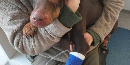 Die Deutsche Jagdterrier-Hündin wurde tierärtzlich versorgt, ist aber außer einigen Schrammen im Gesicht körperlich unversehrt.