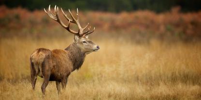 Um Wildschäden zu vermeiden, muss die Rotwildhege stimmen.