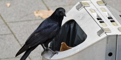 In Schweden wird die Intelligenz der Rabenvögel genutzt, um die Stadt sauber zu halten.