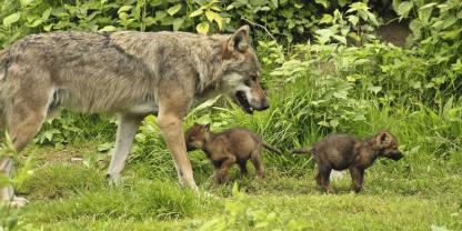Wolf-mit-Welpen