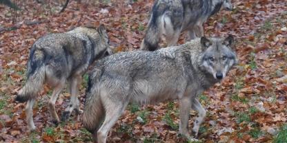 Die Novelle de Bundesjagdgesetzes soll ein aktives Wolfsmanagement ermöglichen.