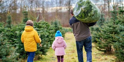 Über ein Drittel der deutschen Haushalte setzt auf echte Weihnachtsbäume. Und ein Favorit sticht deutlich heraus.