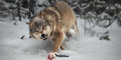 Im Landkreis Börde ist mutmaßlich ein Wolf gewildert worden. Die Polizei ermittelt (Symbolbild).