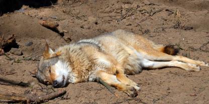 Problemwolf Bram wurde von niederländischen Jägern gesucht und nun auch zur Strecke gebracht (Symbolbild).