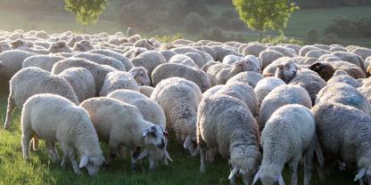 Schafe-AdobeStock_56331274
