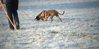 Während einer Nachsuche wurde ein Hund angefahren. Der Fahrer ist nach dem Unfall geflüchtet.