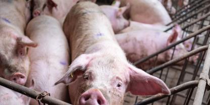 Innerhalb der letzten zehn Jahre hat fast jeder zweite Sauenhalter die Produktion eingestellt.