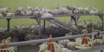 Erhöhte Ebenen im Hähnchenmaststall werden unter bestimmten Voraussetzungen bei Initiative Tierwohl als erweitertes Platzangebot anerkannt.