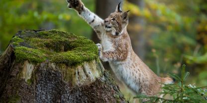 In NRW wurde ein Luchs bestätigt.
