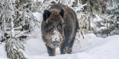 Ein Wildschwein hält derzeit eine Region in Tschechien in Atem (Symbolbild).
