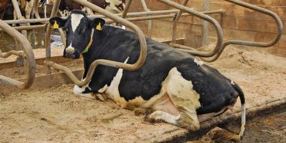 Moderne Liegeboxen mit Gummimatten bieten Kühen eine komfortable und gelenkschonende Ruhefläche.