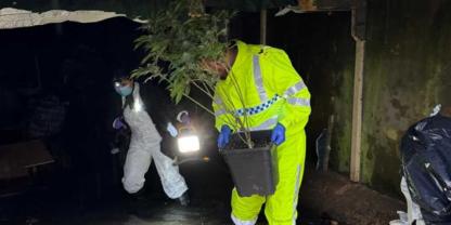 Die Polizei entsorgt Cannabispflanzen